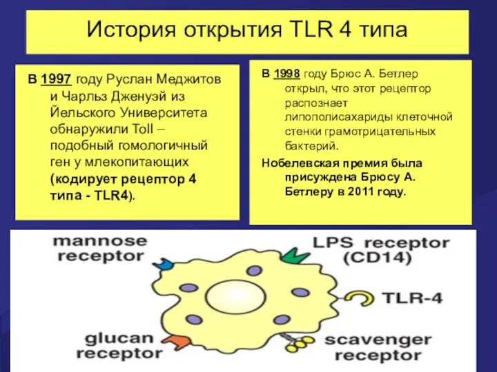 История открытия TLR 4 типа В 1997 году Руслан Меджитов