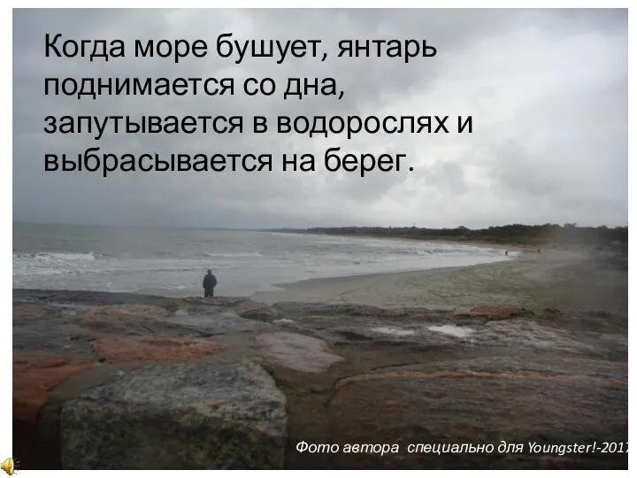 Когда море бушует, янтарь поднимается со дна, запутывается в водорослях