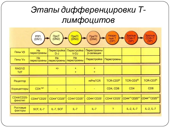 Этапы дифференцировки Т-лимфоцитов