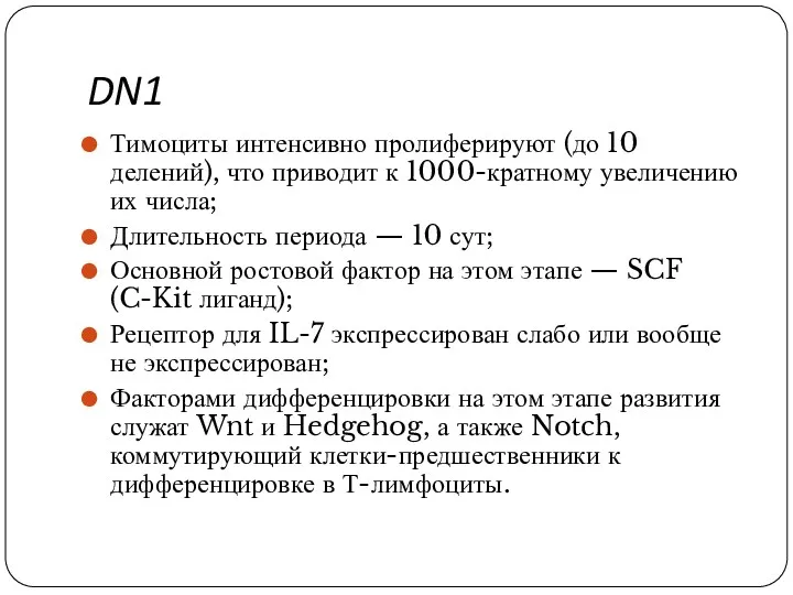 DN1 Тимоциты интенсивно пролиферируют (до 10 делений), что приводит к