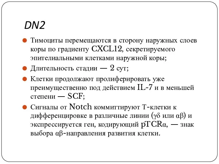 DN2 Тимоциты перемещаются в сторону наружных слоев коры по градиенту