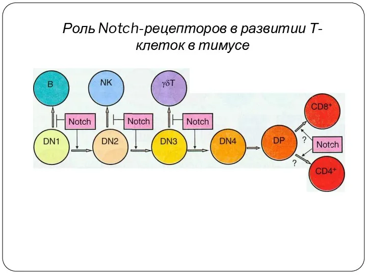 Роль Notch-рецепторов в развитии Т-клеток в тимусе