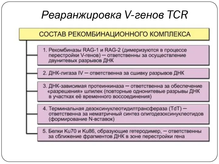 Реаранжировка V-генов TCR