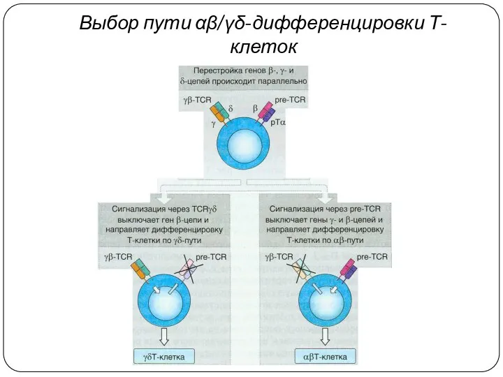 Выбор пути αβ/γδ-дифференцировки Т-клеток