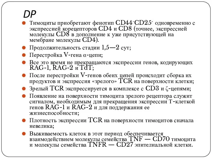 DP Тимоциты приобретают фенотип CD44-CD25- одновременно с экспрессией корецепторов CD4