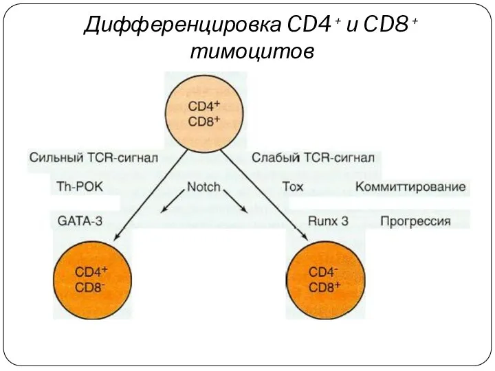 Дифференцировка CD4 + и CD8 + тимоцитов