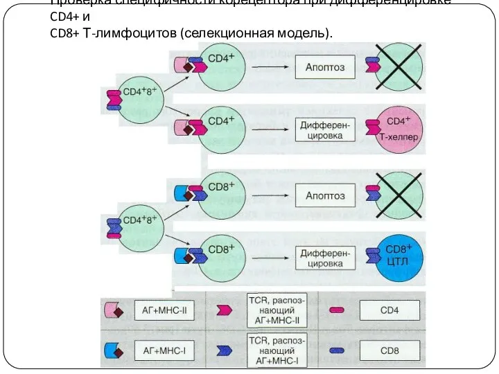 Проверка специфичности корецептора при дифференцировке CD4+ и CD8+ Т-лимфоцитов (селекционная модель).