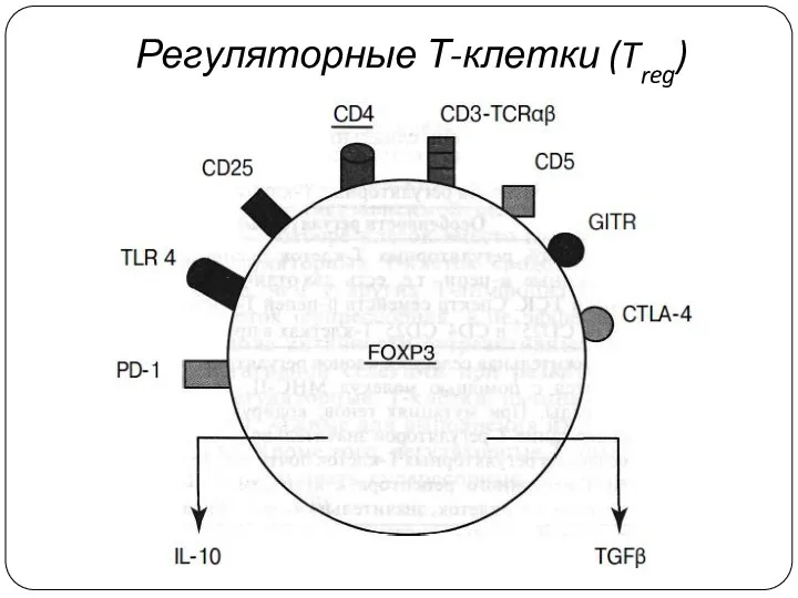 Регуляторные Т-клетки (Treg)