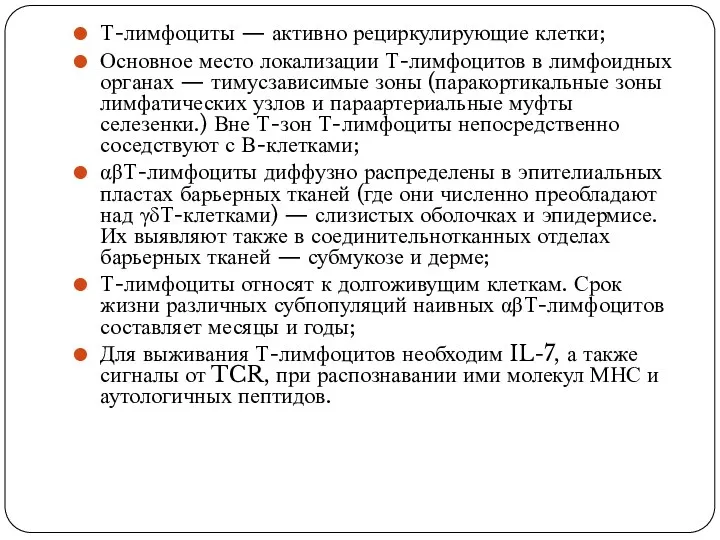 Т-лимфоциты — активно рециркулирующие клетки; Основное место локализации Т-лимфоцитов в