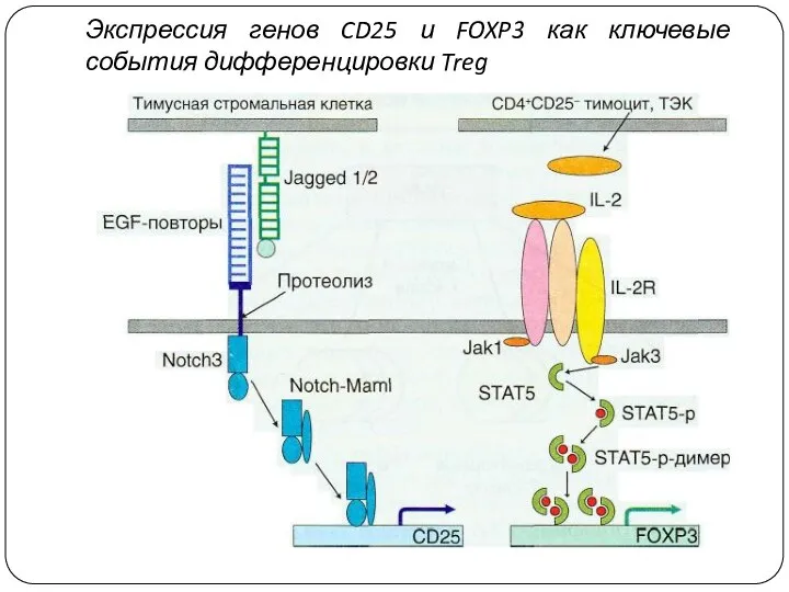 Экспрессия генов CD25 и FOXP3 как ключевые события дифференцировки Treg