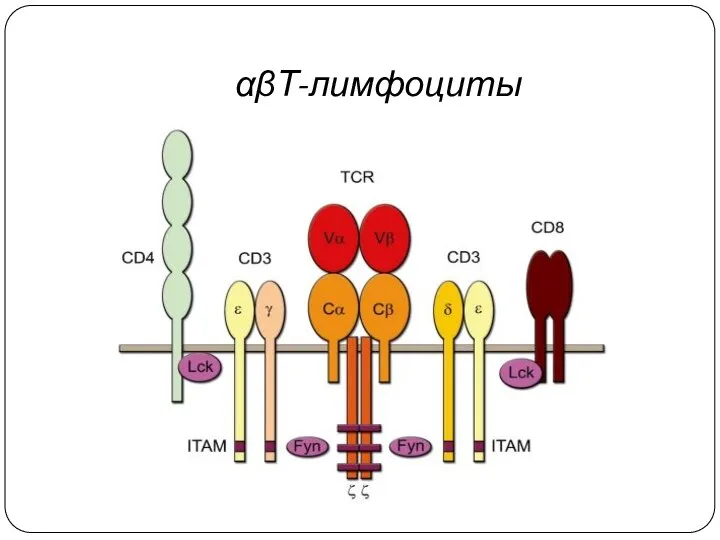 αβТ-лимфоциты