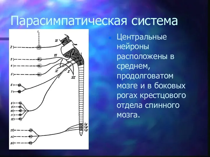 Парасимпатическая система Центральные нейроны расположены в среднем, продолговатом мозге и