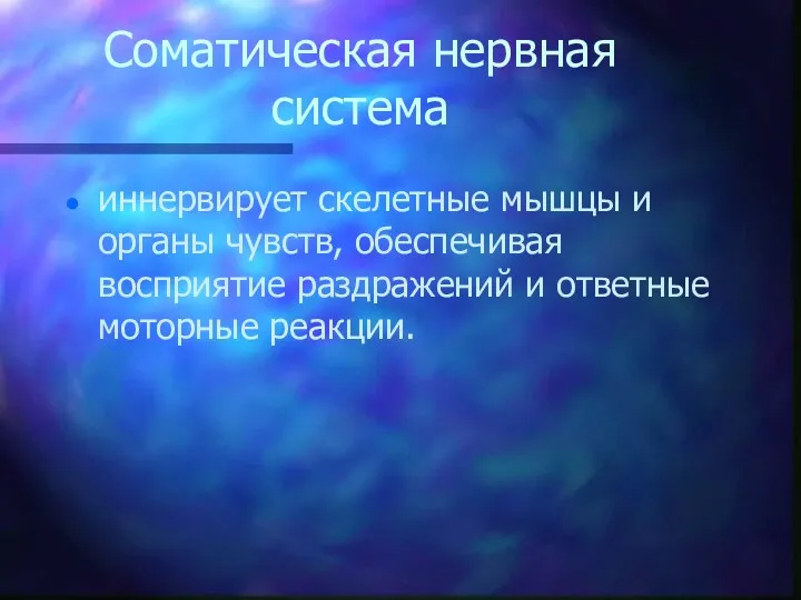 Соматическая нервная система иннервирует скелетные мышцы и органы чувств, обеспечивая восприятие раздражений и ответные моторные реакции.