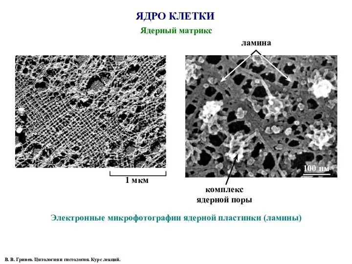 ЯДРО КЛЕТКИ В. В. Гринев. Цитология и гистология. Курс лекций.