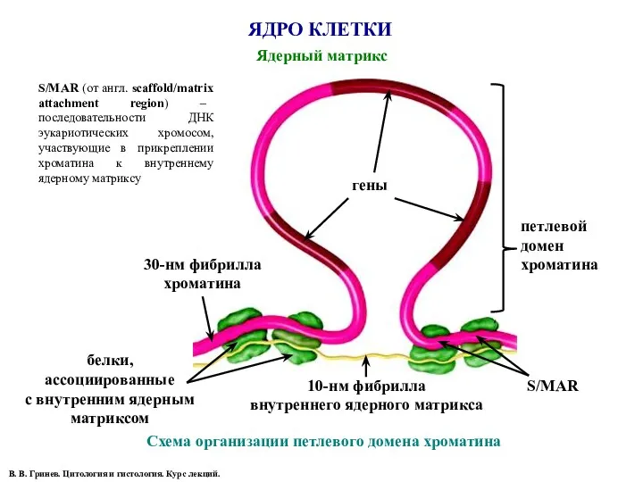 ЯДРО КЛЕТКИ В. В. Гринев. Цитология и гистология. Курс лекций.