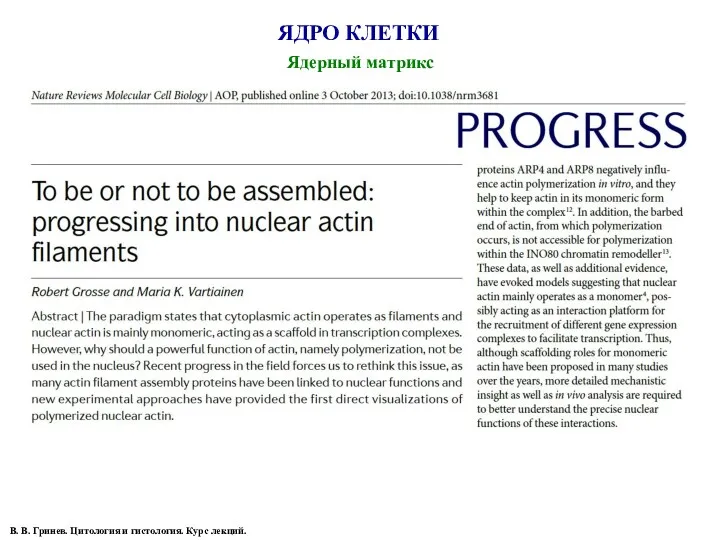 ЯДРО КЛЕТКИ В. В. Гринев. Цитология и гистология. Курс лекций. 100 нм Ядерный матрикс