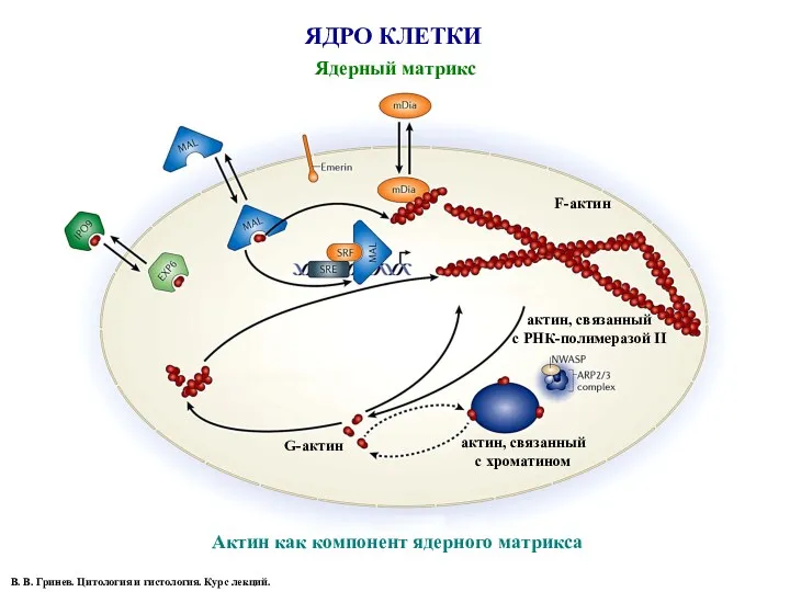 ЯДРО КЛЕТКИ В. В. Гринев. Цитология и гистология. Курс лекций.