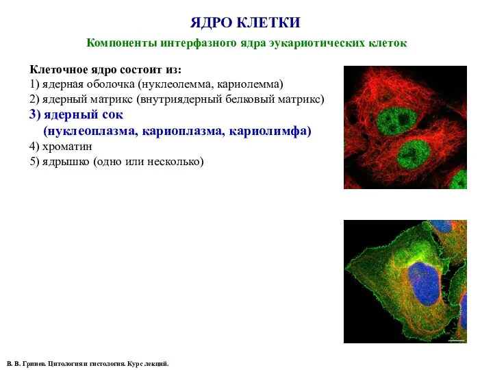 ЯДРО КЛЕТКИ Компоненты интерфазного ядра эукариотических клеток В. В. Гринев.