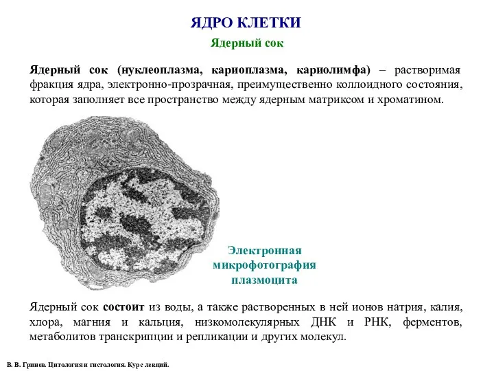 ЯДРО КЛЕТКИ Ядерный сок В. В. Гринев. Цитология и гистология.