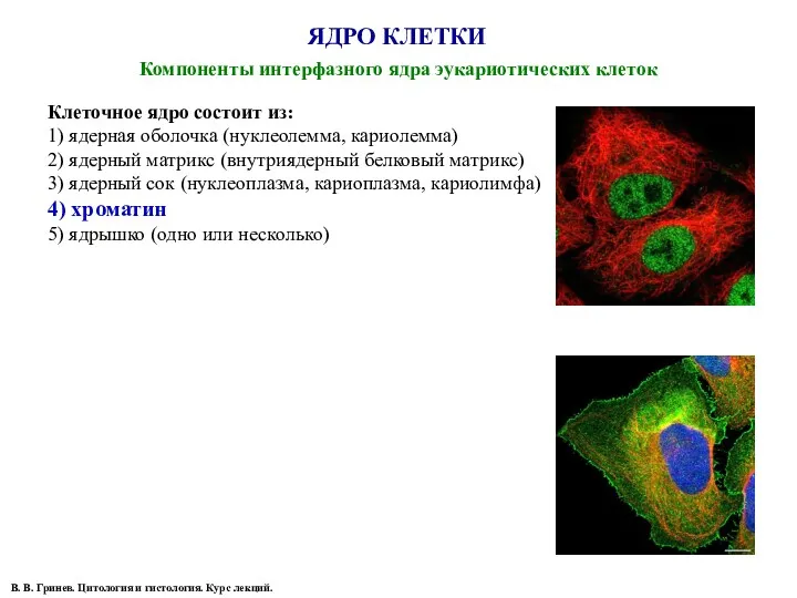 ЯДРО КЛЕТКИ Компоненты интерфазного ядра эукариотических клеток В. В. Гринев.