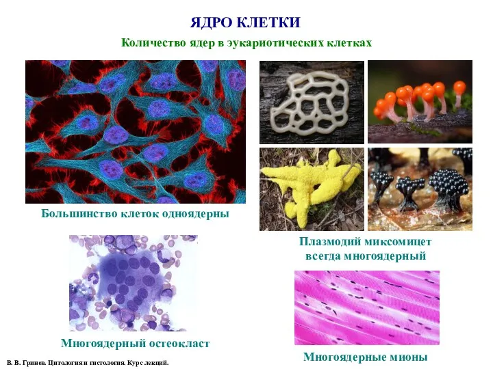 ЯДРО КЛЕТКИ Количество ядер в эукариотических клетках В. В. Гринев.