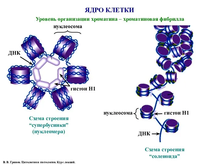 Уровень организации хроматина – хроматиновая фибрилла ЯДРО КЛЕТКИ Схема строения