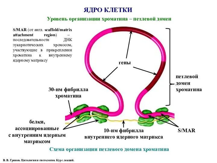 ЯДРО КЛЕТКИ В. В. Гринев. Цитология и гистология. Курс лекций.