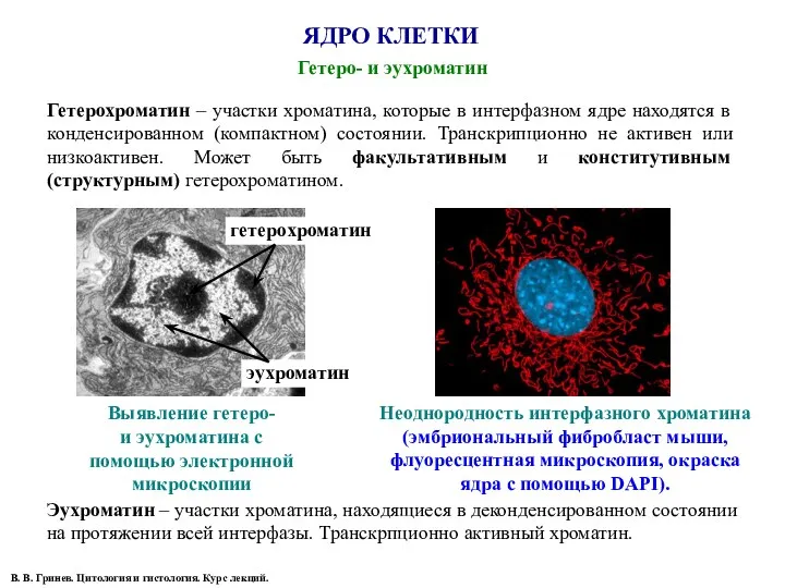 ЯДРО КЛЕТКИ Гетеро- и эухроматин В. В. Гринев. Цитология и