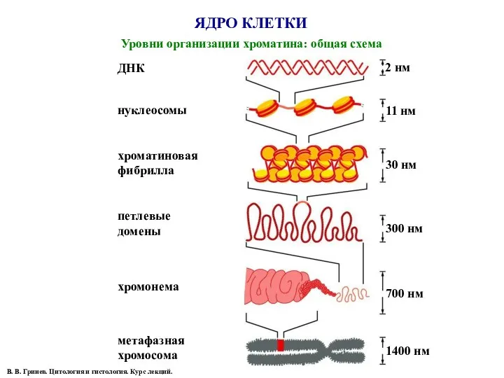 ЯДРО КЛЕТКИ Уровни организации хроматина: общая схема ДНК нуклеосомы хроматиновая