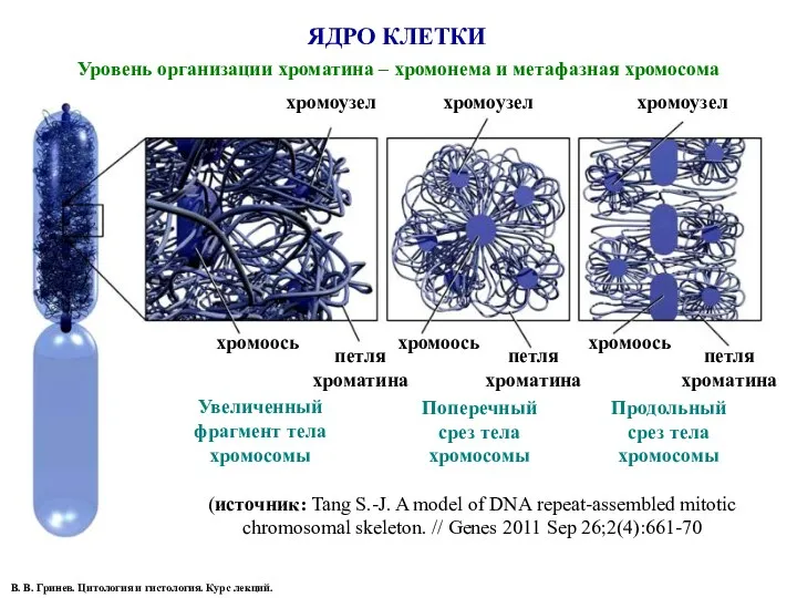 ЯДРО КЛЕТКИ В. В. Гринев. Цитология и гистология. Курс лекций.