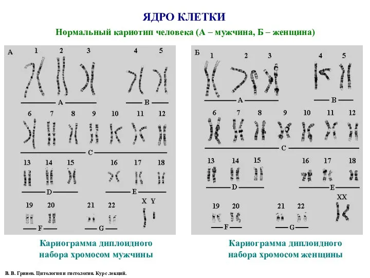 ЯДРО КЛЕТКИ Нормальный кариотип человека (А – мужчина, Б –