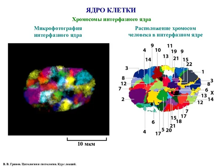 ЯДРО КЛЕТКИ Хромосомы интерфазного ядра 10 мкм Микрофотография интерфазного ядра