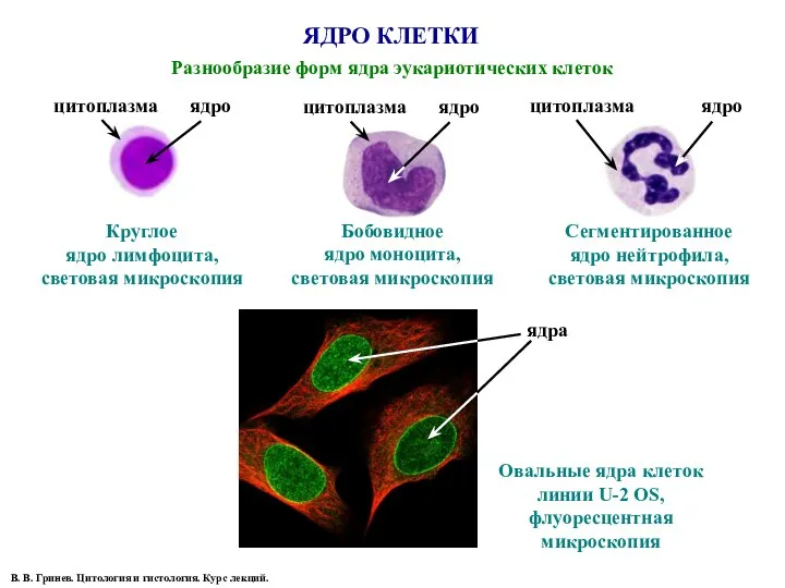 ЯДРО КЛЕТКИ Разнообразие форм ядра эукариотических клеток В. В. Гринев.