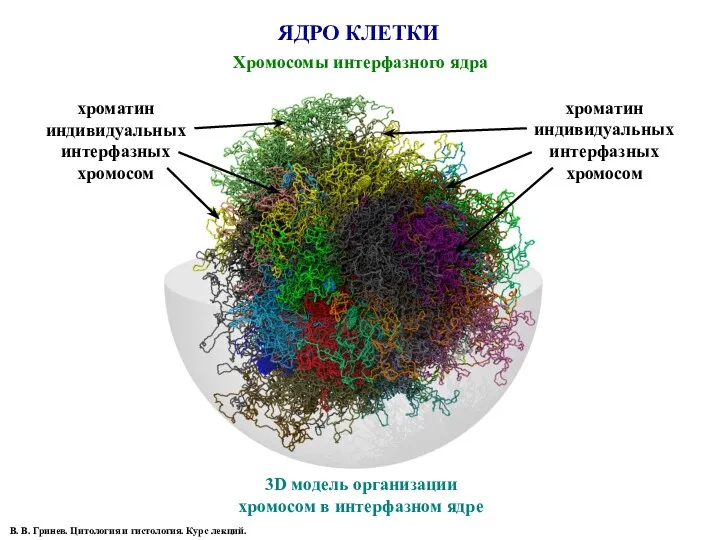 ЯДРО КЛЕТКИ Хромосомы интерфазного ядра В. В. Гринев. Цитология и