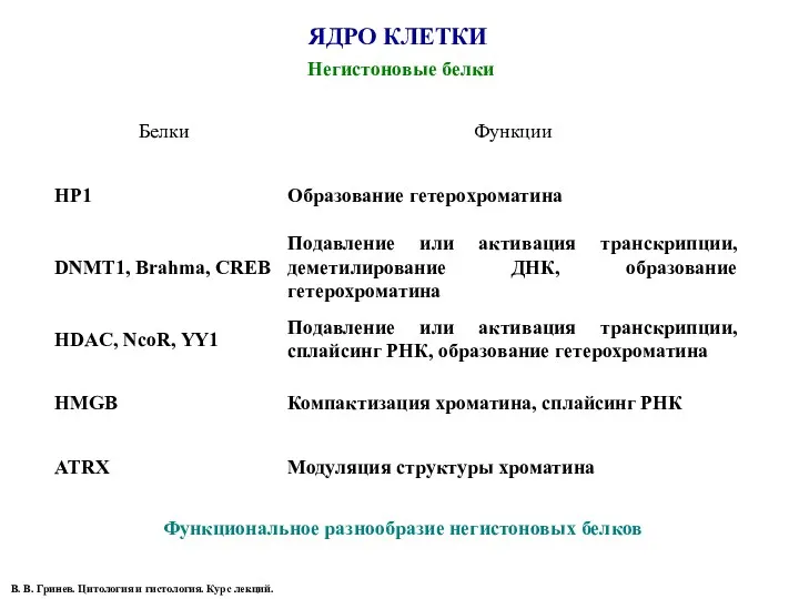 ЯДРО КЛЕТКИ Негистоновые белки Функциональное разнообразие негистоновых белков В. В. Гринев. Цитология и гистология. Курс лекций.