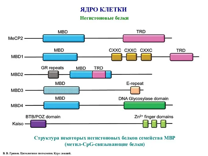 ЯДРО КЛЕТКИ Негистоновые белки Структура некоторых негистоновых белков семейства MBP