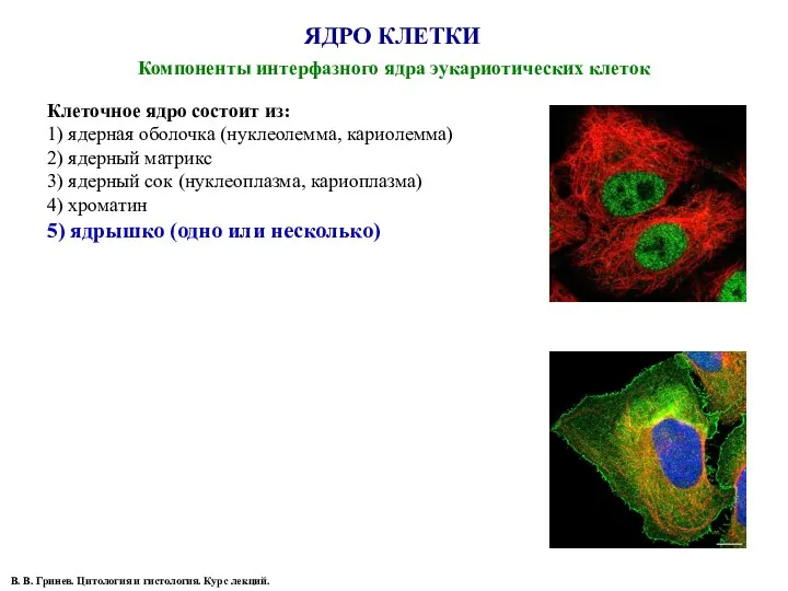 ЯДРО КЛЕТКИ Компоненты интерфазного ядра эукариотических клеток В. В. Гринев.