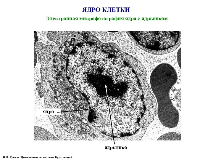 ЯДРО КЛЕТКИ Электронная микрофотография ядра с ядрышком ядрышко ядро В.