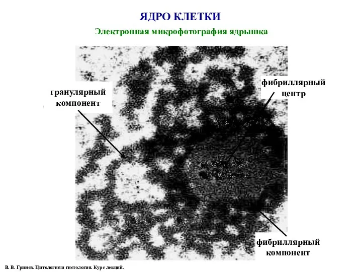 ЯДРО КЛЕТКИ Электронная микрофотография ядрышка фибриллярный центр гранулярный компонент фибриллярный