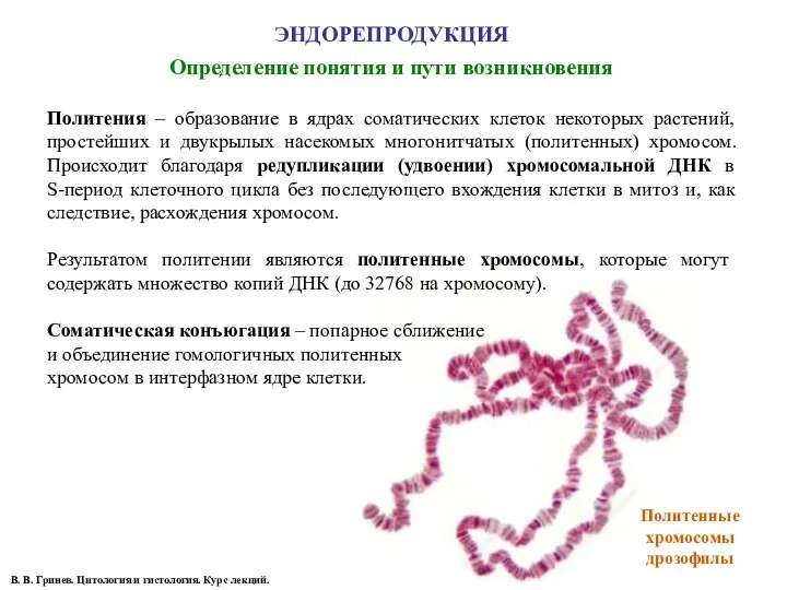 Определение понятия и пути возникновения В. В. Гринев. Цитология и