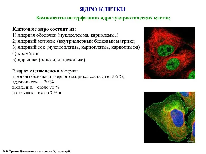 ЯДРО КЛЕТКИ Компоненты интерфазного ядра эукариотических клеток В. В. Гринев.