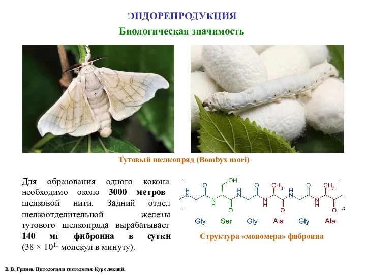 Биологическая значимость В. В. Гринев. Цитология и гистология. Курс лекций.