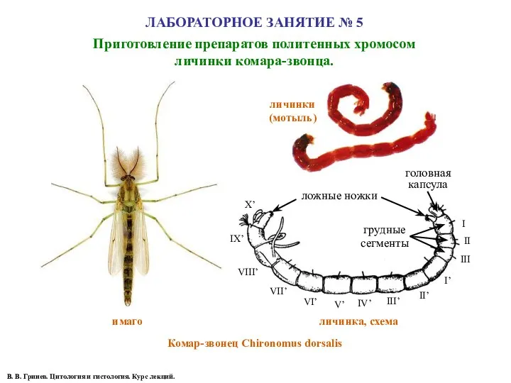 ЛАБОРАТОРНОЕ ЗАНЯТИЕ № 5 Приготовление препаратов политенных хромосом личинки комара-звонца.