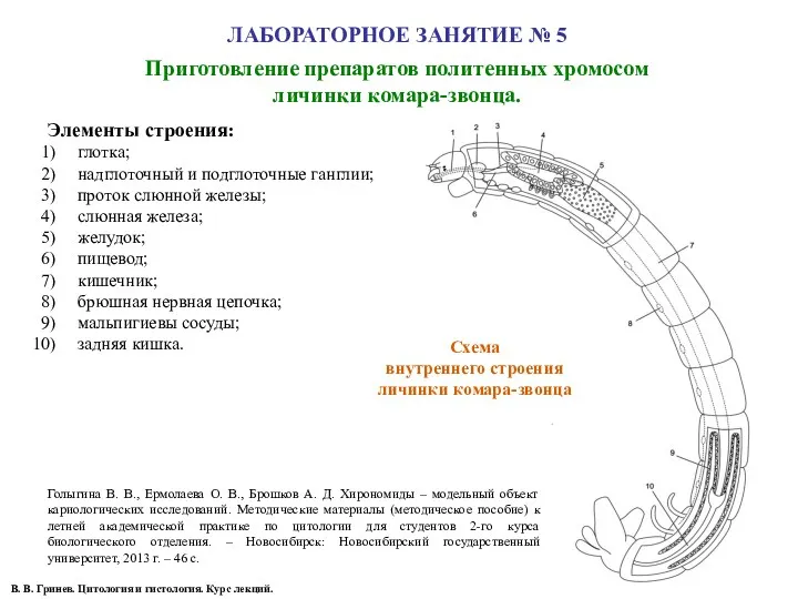 ЛАБОРАТОРНОЕ ЗАНЯТИЕ № 5 Приготовление препаратов политенных хромосом личинки комара-звонца.