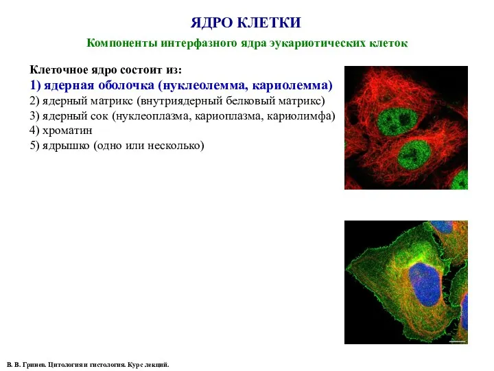 ЯДРО КЛЕТКИ Компоненты интерфазного ядра эукариотических клеток В. В. Гринев.