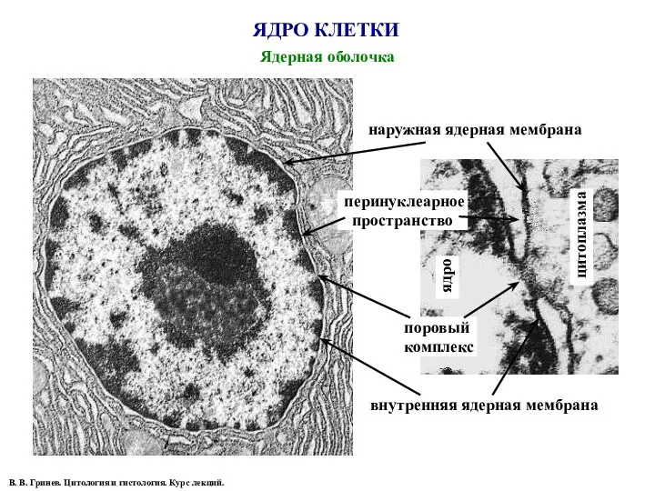 ЯДРО КЛЕТКИ Ядерная оболочка В. В. Гринев. Цитология и гистология.