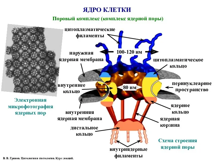 ЯДРО КЛЕТКИ Поровый комплекс (комплекс ядерной поры) Электронная микрофотография ядерных