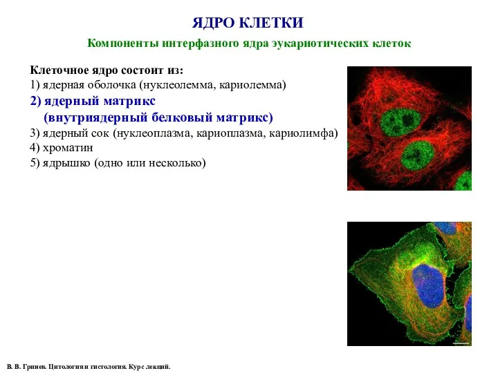 ЯДРО КЛЕТКИ Компоненты интерфазного ядра эукариотических клеток В. В. Гринев.