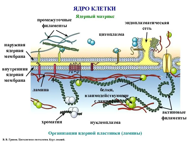 ЯДРО КЛЕТКИ Ядерный матрикс В. В. Гринев. Цитология и гистология.