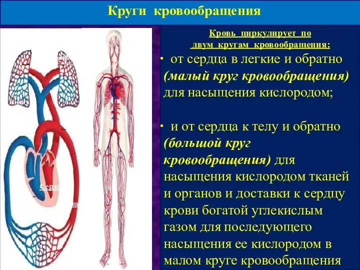 Круги кровообращения Кровь циркулирует по двум кругам кровообращения: от сердца